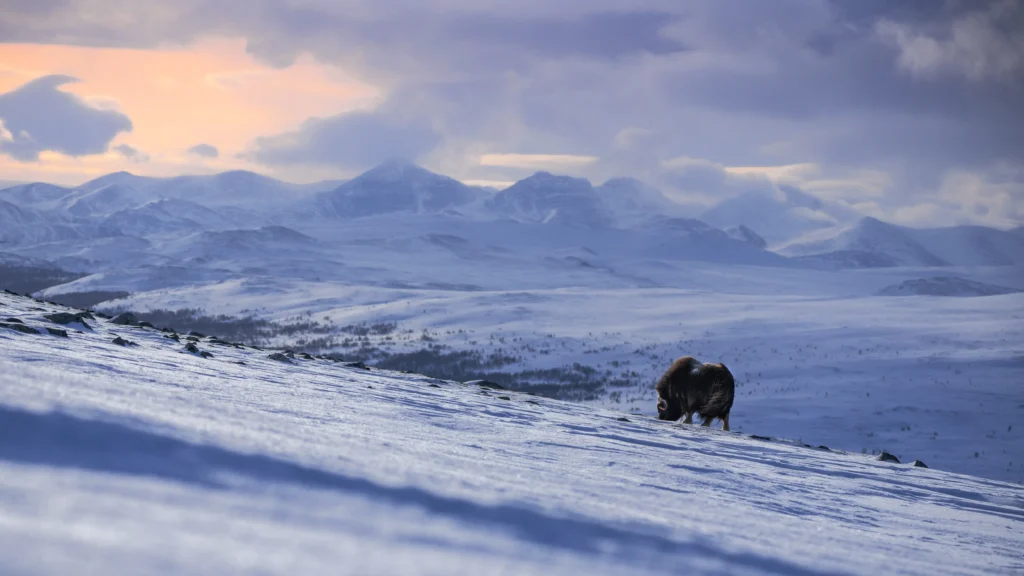 Nationalpark Dovrefjell-Sunndalsfjella mit Moschusochse im Schnee, schneebedeckte Berge, Gletscher und Wolken im Hintergrund. Foto von Andrei Lazar-Unsplash