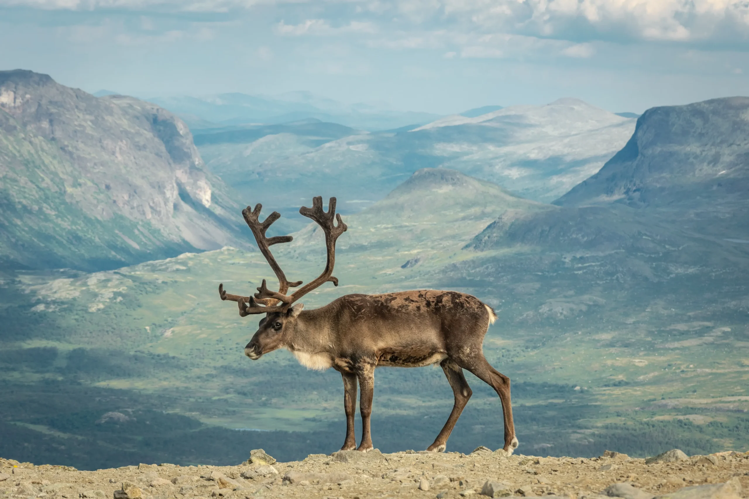 Ein Rentier im Nationalpark Jotunheimen mit Berge und Wolken im Hintergrund. Foto von Sébastien Goldberg-Unsplash