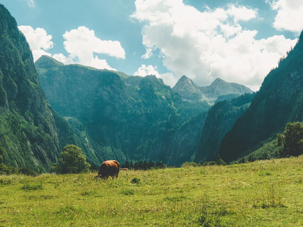 Berchtesgadener Alpen mit Kuh auf Wiese, teilweise Wolken und blauer Himmel im Hintergrund. Foto von Simon Maisch-Unsplash