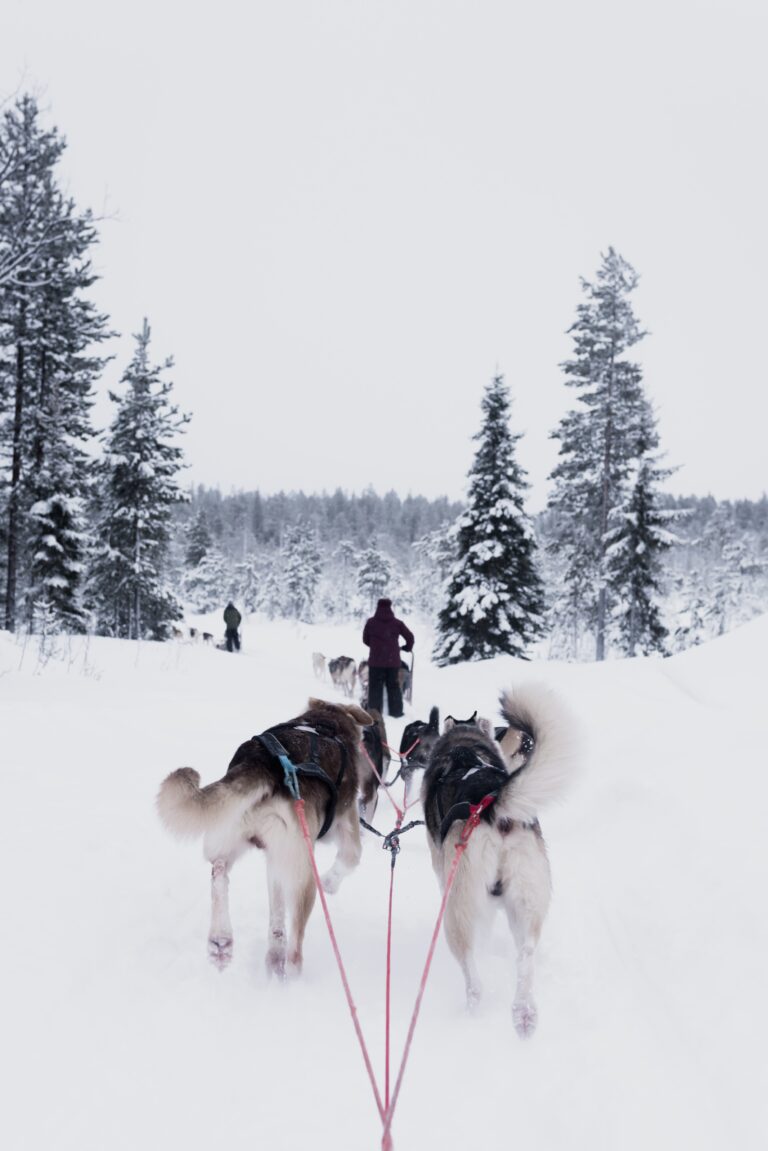 Die Top Wanderungen in Finnland: Naturerlebnisse der Extraklasse